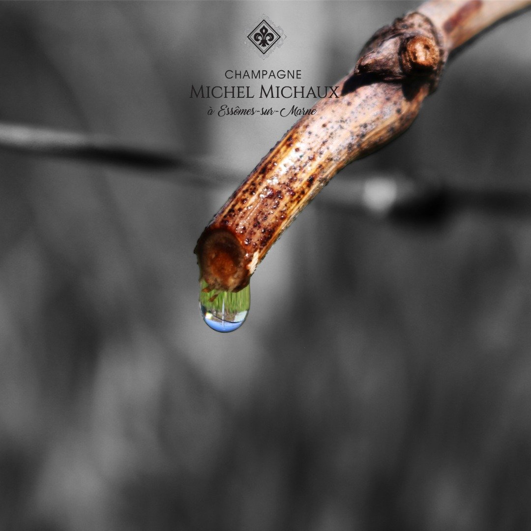 Champagne Michel Michaux