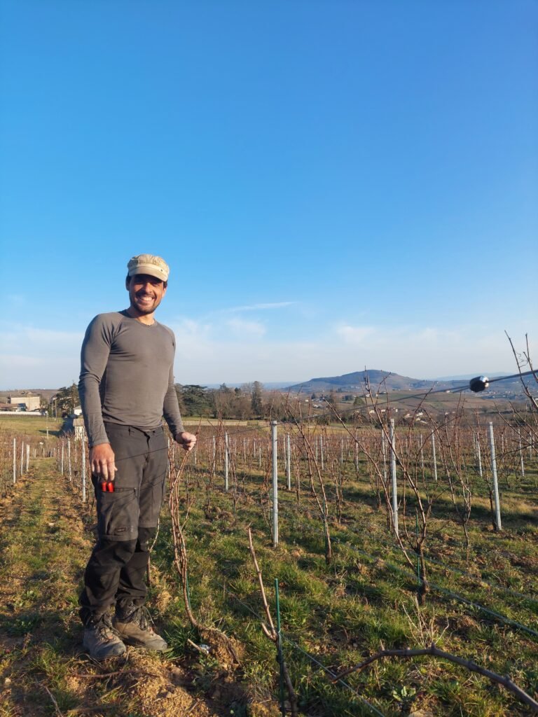 Les Vignes en M