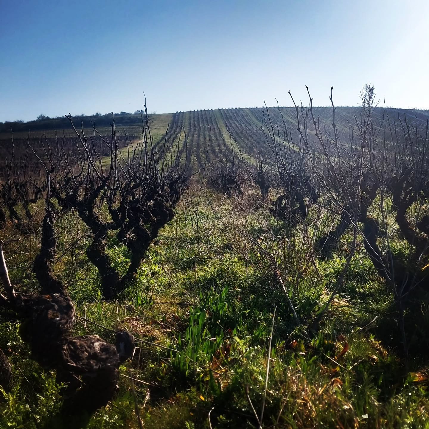 Les Vignes en M